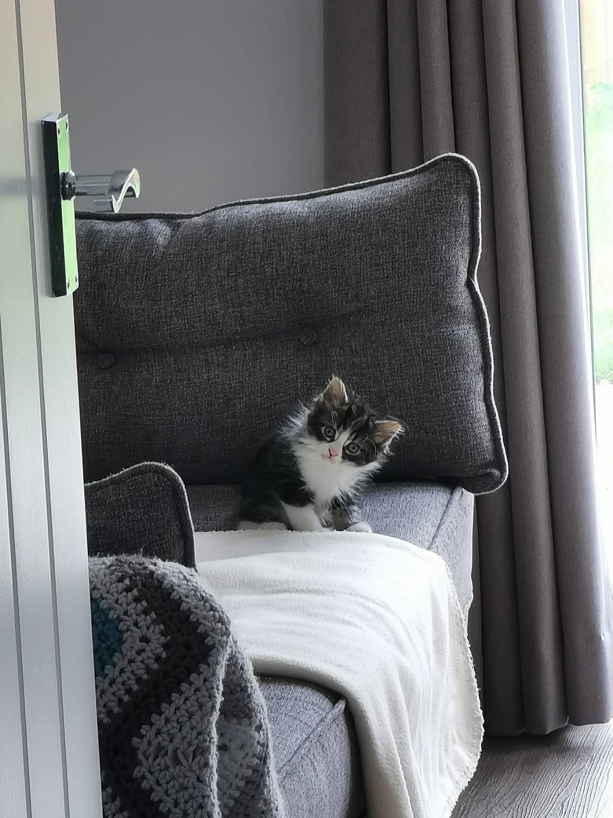 Ferguson is registered to the contest to win money with this photo: bedding, cat, chair, comfort, couch, curtain, cushion, felidae, furniture, interior_design, linens, pillow, room, slipcover, small_to_medium_sized_cats, textile, window