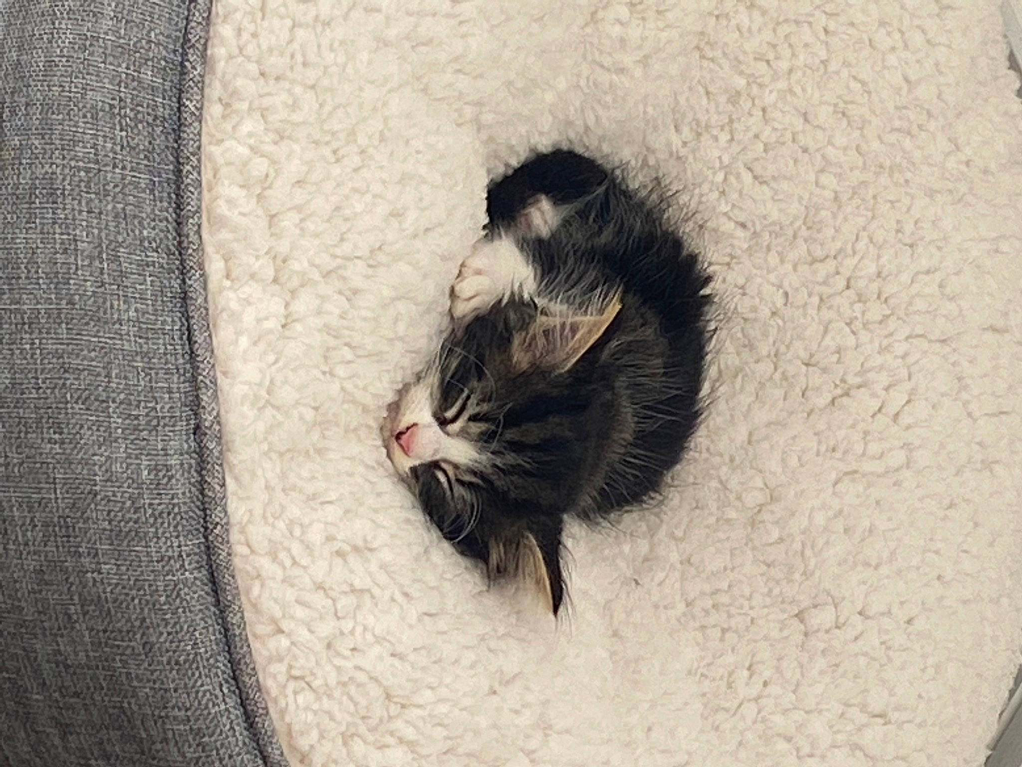 Ferguson joined the competition — help win amazing prizes! carnivore, cat, claw, ear, eye, felidae, fur, kitten, small_to_medium_sized_cats, tail, whiskers