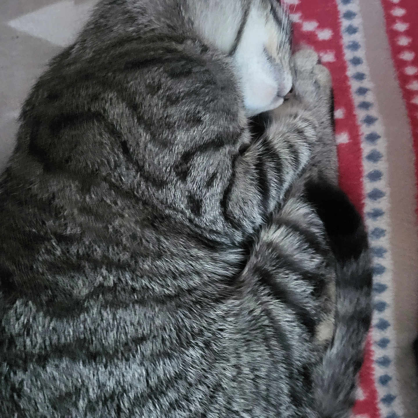 Tigruta participe au concours pour gagner de l'argent avec cette photo : animal, blanket, cat, close_up, cozy, curled_up, cute, feline, fur, indoor, patterned, pet, relaxed, resting, sleeping, soft, striped, tabby, tail, whiskers