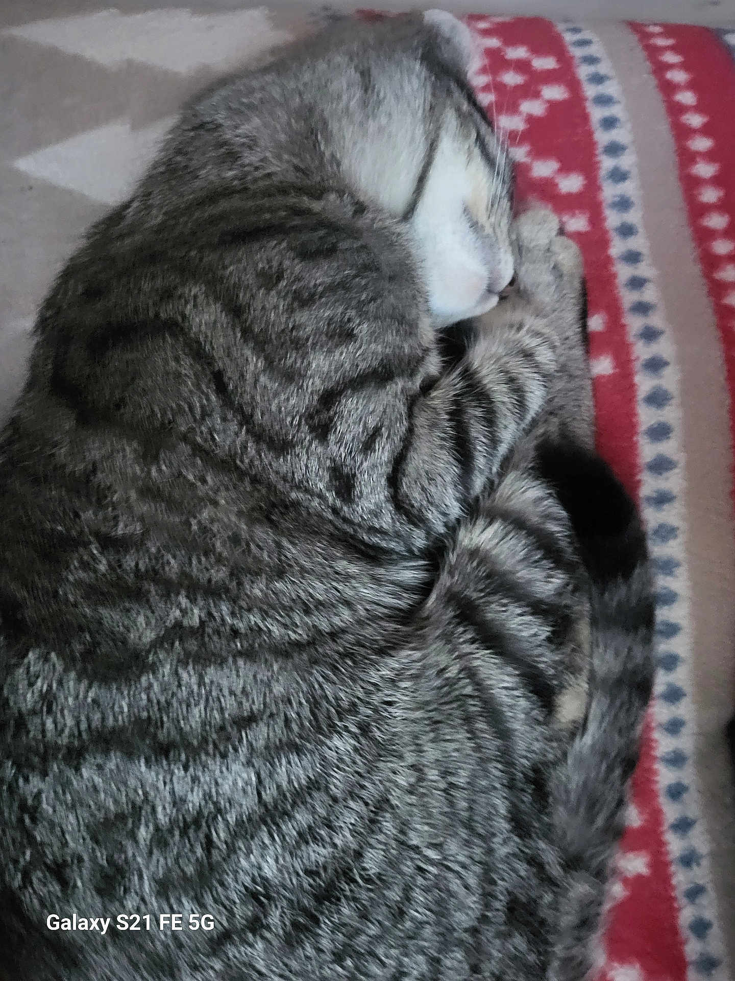 Tigruta participe au concours pour gagner de l'argent avec cette photo : cat, tabby, sleeping, curled_up, fur, striped, pet, animal, close_up, cozy, resting, indoor, blanket, patterned, cute, feline, whiskers, tail, relaxed, soft