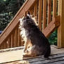 dog, outdoor, deck, wooden_deck, railing, sunlight, backlit, furry, pet, animal, sitting, daylight, nature, wood, fluffy, quiet, peaceful, sunny, shadow, silhouette
