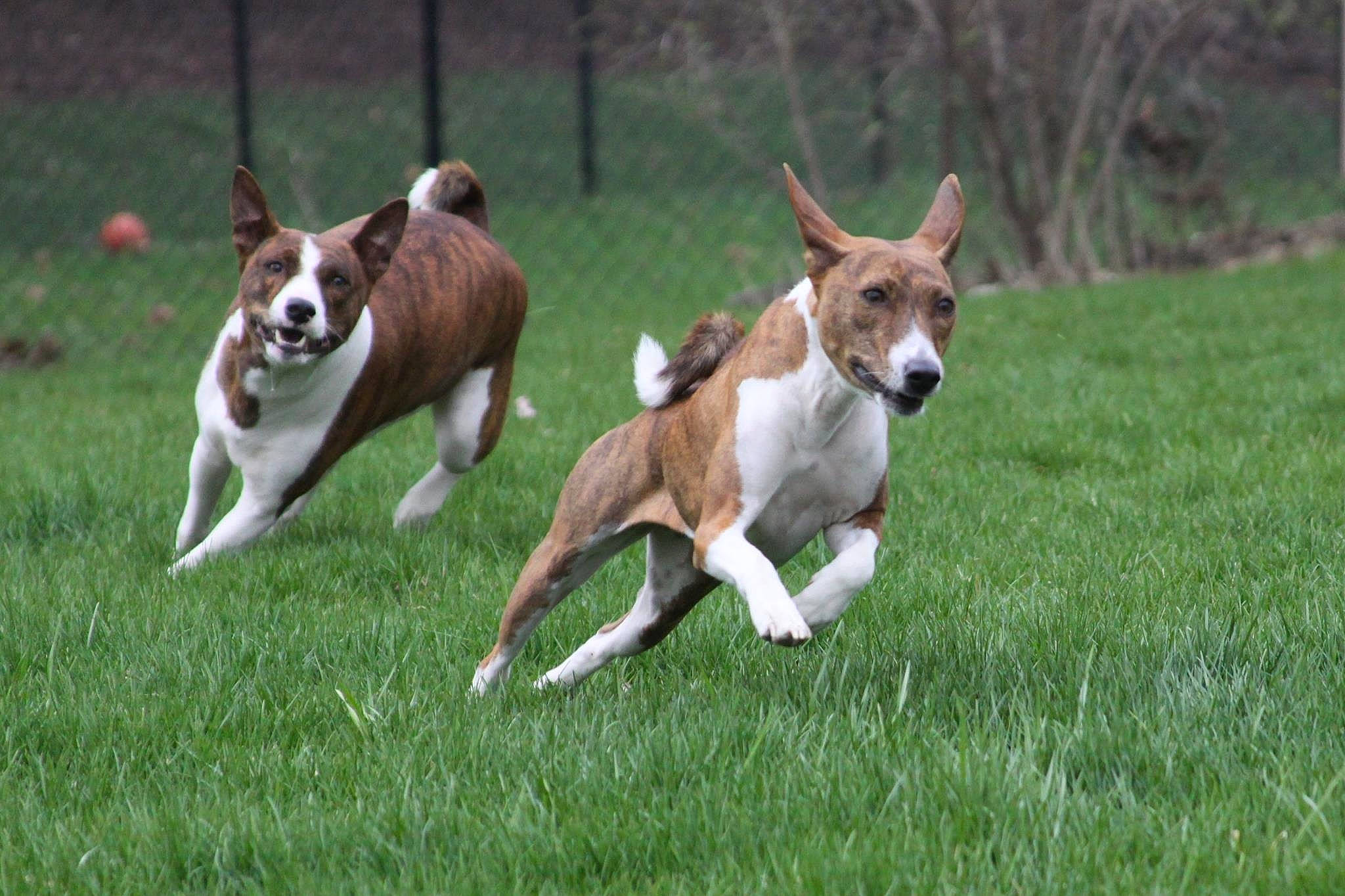 Bristol is registered to the contest to win money with this photo: ancient_dog_breeds, boston_terrier, canidae, carnivore, companion_dog, dog, dog_breed, dog_sports, dog_supply, fawn, fence, grass, hound, hunting_dog, non_sporting_group, plant, sporting_group, tail, terrier, working_dog