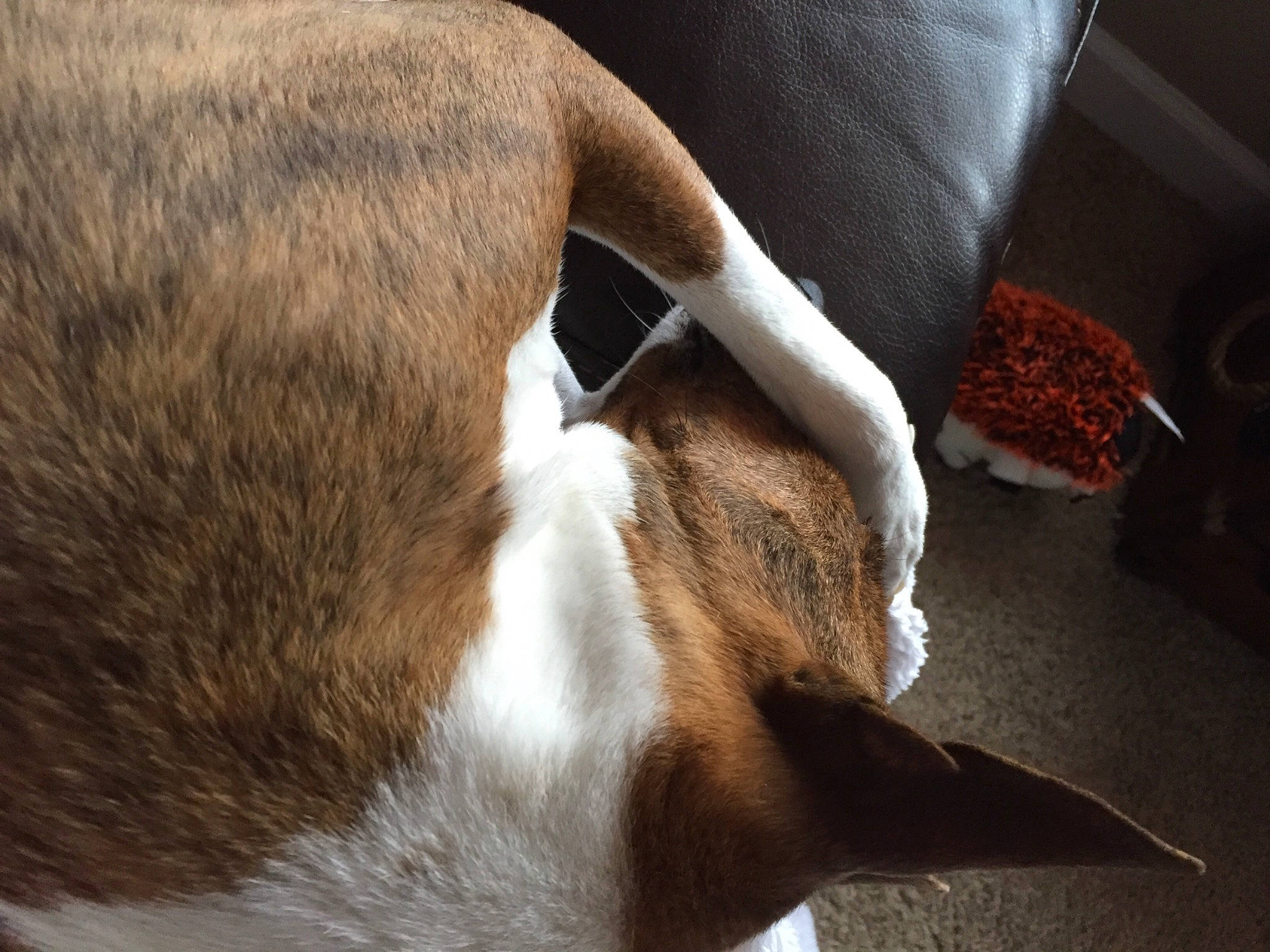 Bristol is registered to the contest to win money with this photo: brown, carnivore, comfort, companion_dog, dog, dog_breed, fawn, fur, hardwood, human_leg, linens, nap, non_sporting_group, sleep, sporting_group, tail, terrestrial_animal, whiskers, wood, working_animal