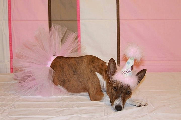 Bristol joined the competition — help win amazing prizes! bed, canidae, carnivore, comfort, companion_dog, dog_breed, ear, fawn, felidae, fur, paw, room, snout, tail, terrestrial_animal, whiskers, wildlife