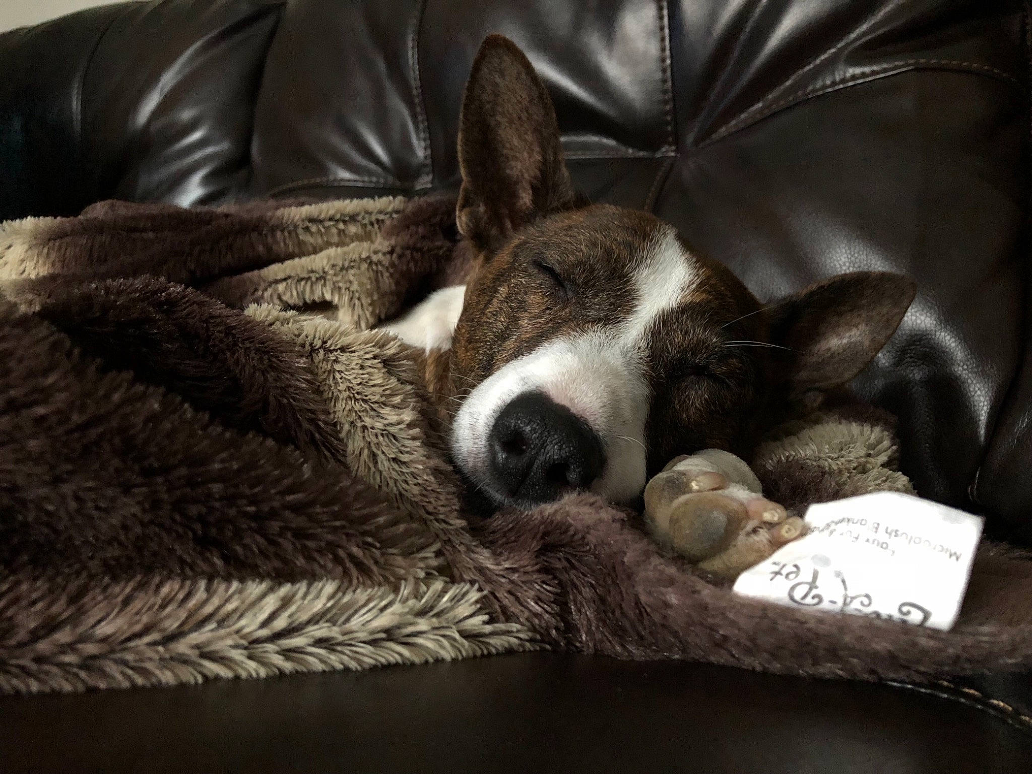 Gordon joined the competition — help win amazing prizes! bored, cardigan_welsh_corgi, carnivore, comfort, companion_dog, couch, dog, dog_breed, fawn, fur, furniture, linens, living_room, nap, room, snout, sporting_group, terrestrial_animal, whiskers, working_animal