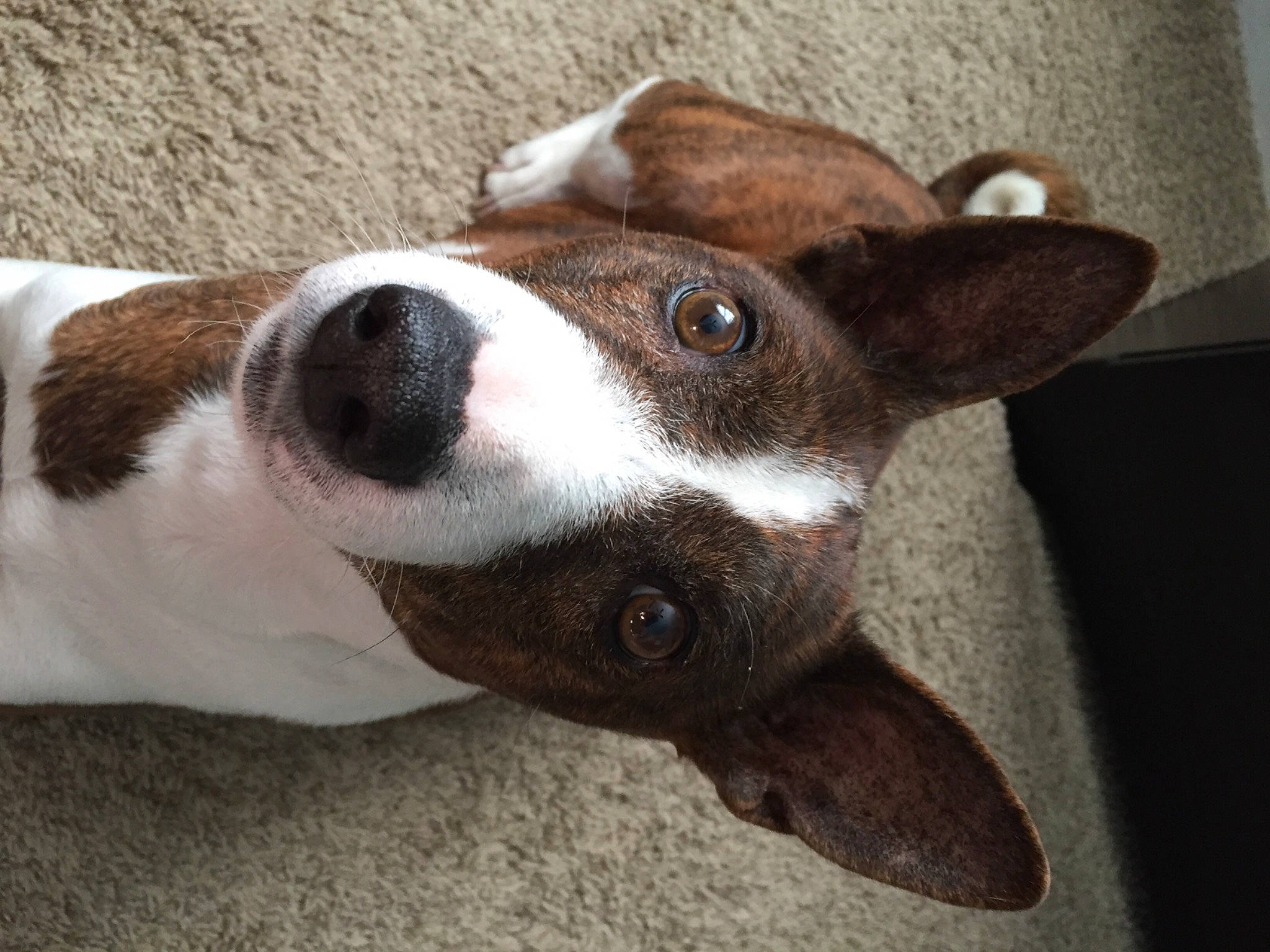 Gordon joined the competition — help win amazing prizes! carnivore, collar, comfort, companion_dog, dog, dog_breed, dog_collar, ear, fawn, fur, liver, paw, snout, square, whiskers, working_animal