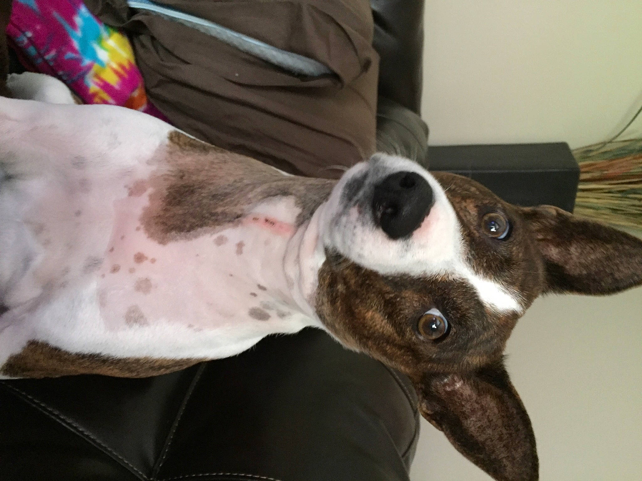 Gordon joined the competition — help win amazing prizes! canidae, carnivore, collar, companion_dog, dog, dog_breed, dog_collar, dog_supply, ear, fawn, fur, gun_dog, liver, non_sporting_group, pet_supply, pointer, snout, sporting_group, whiskers, working_animal