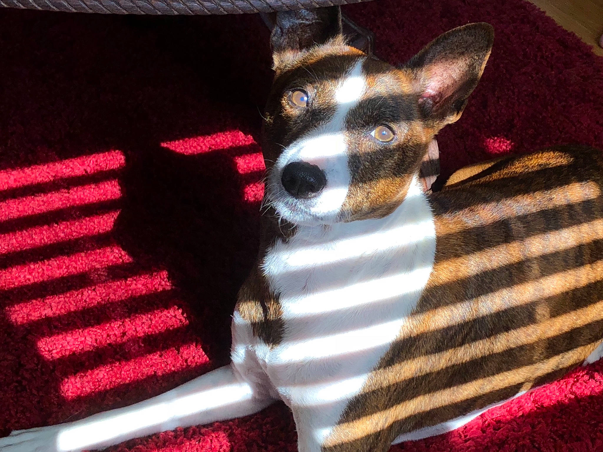 Gordon joined the competition — help win amazing prizes! canidae, carmine, carnivore, cat, event, fashion_accessory, fawn, felidae, font, fur, linens, magenta, pattern, pink, sleeve, small_to_medium_sized_cats, tail, textile, whiskers, woven_fabric