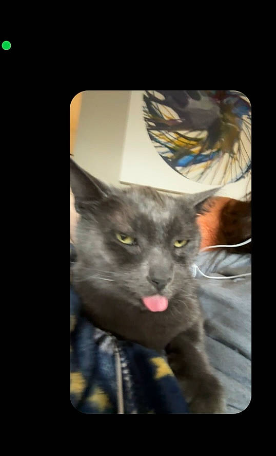 Prince Charming is registered to the contest to win money with this photo: art, carnivore, cat, darkness, domestic_short_haired_cat, electric_blue, felidae, fur, iris, photo_caption, russian_blue, small_to_medium_sized_cats, snout, terrestrial_animal, visual_arts, whiskers, wildlife, window