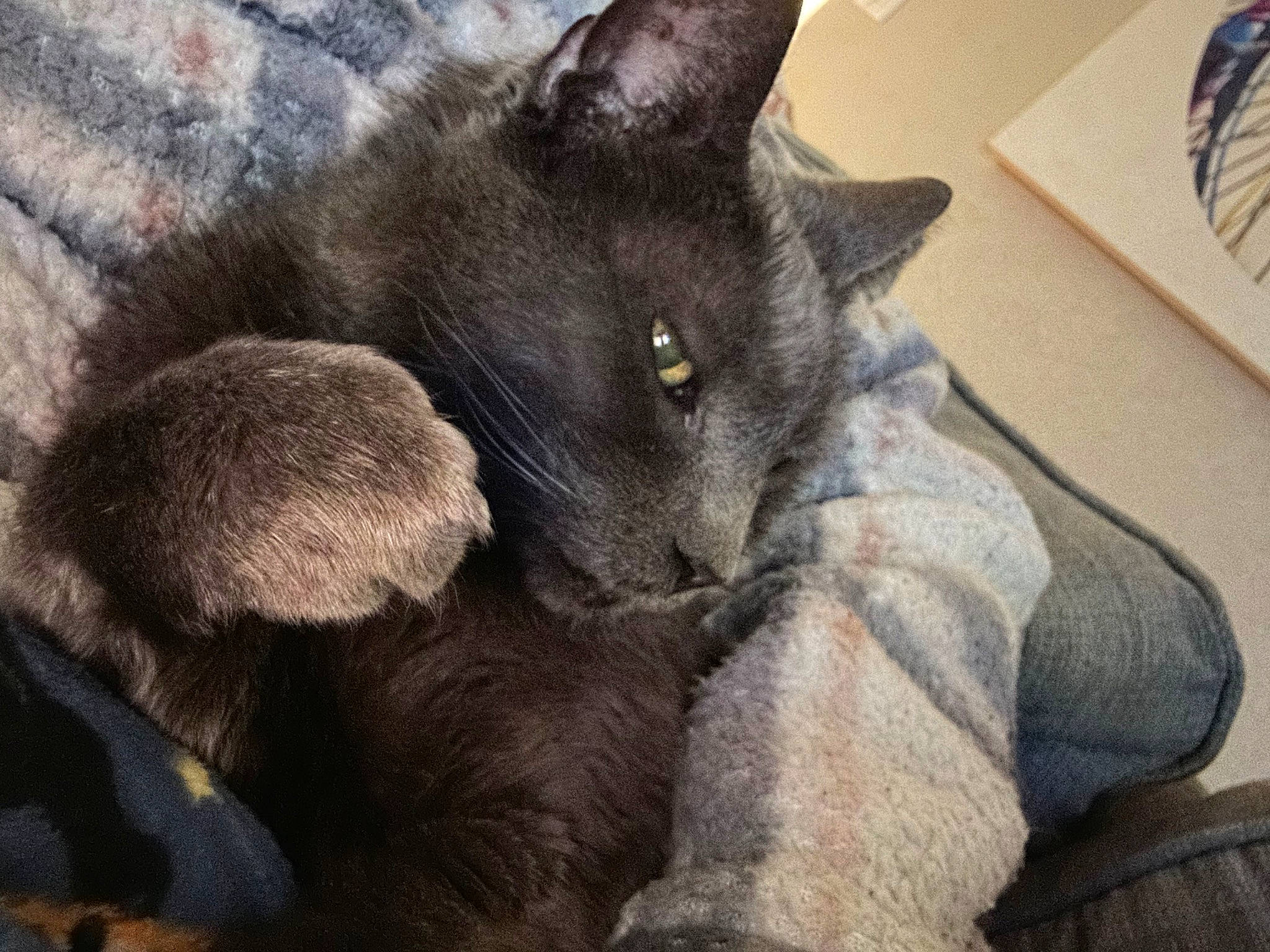 Prince Charming is registered to the contest to win money with this photo: black_cat, carnivore, cat, claw, comfort, domestic_short_haired_cat, felidae, fur, grey, nap, paw, russian_blue, small_to_medium_sized_cats, snout, tail, terrestrial_animal, whiskers