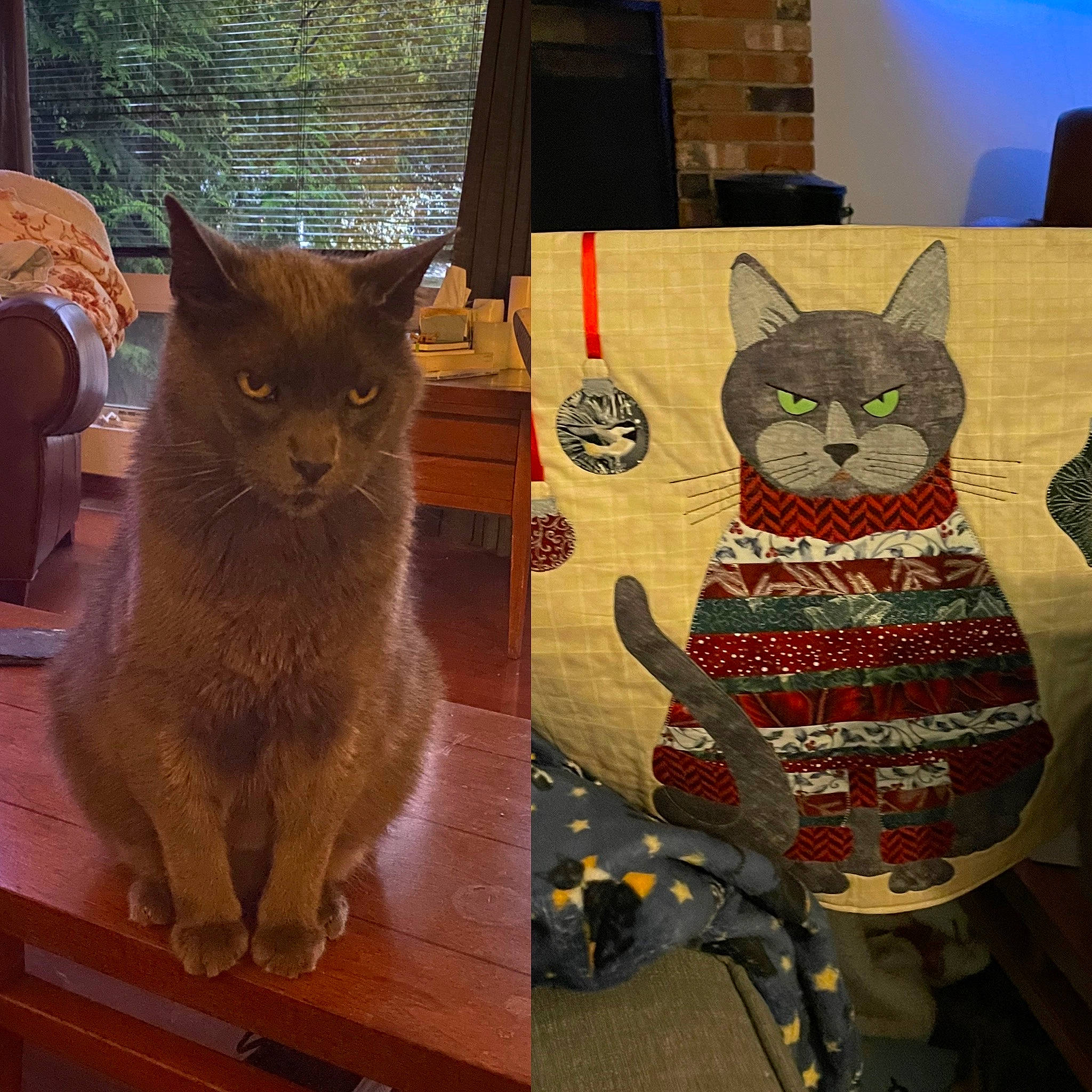 Prince Charming joined the competition — help win amazing prizes! art, box, cardboard, carnivore, cat, chair, domestic_short_haired_cat, fawn, felidae, fur, grey, paper_product, pattern, puzzle, small_to_medium_sized_cats, tail, visual_arts, whiskers, window, wood