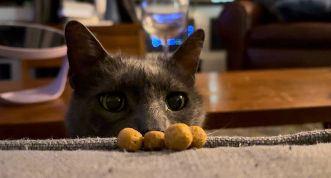 Prince Charming joined the competition — help win amazing prizes! black_cat, carnivore, cat, cat_supply, chartreux, couch, domestic_short_haired_cat, fawn, felidae, fur, hardwood, paw, serveware, small_to_medium_sized_cats, snout, whiskers, wood