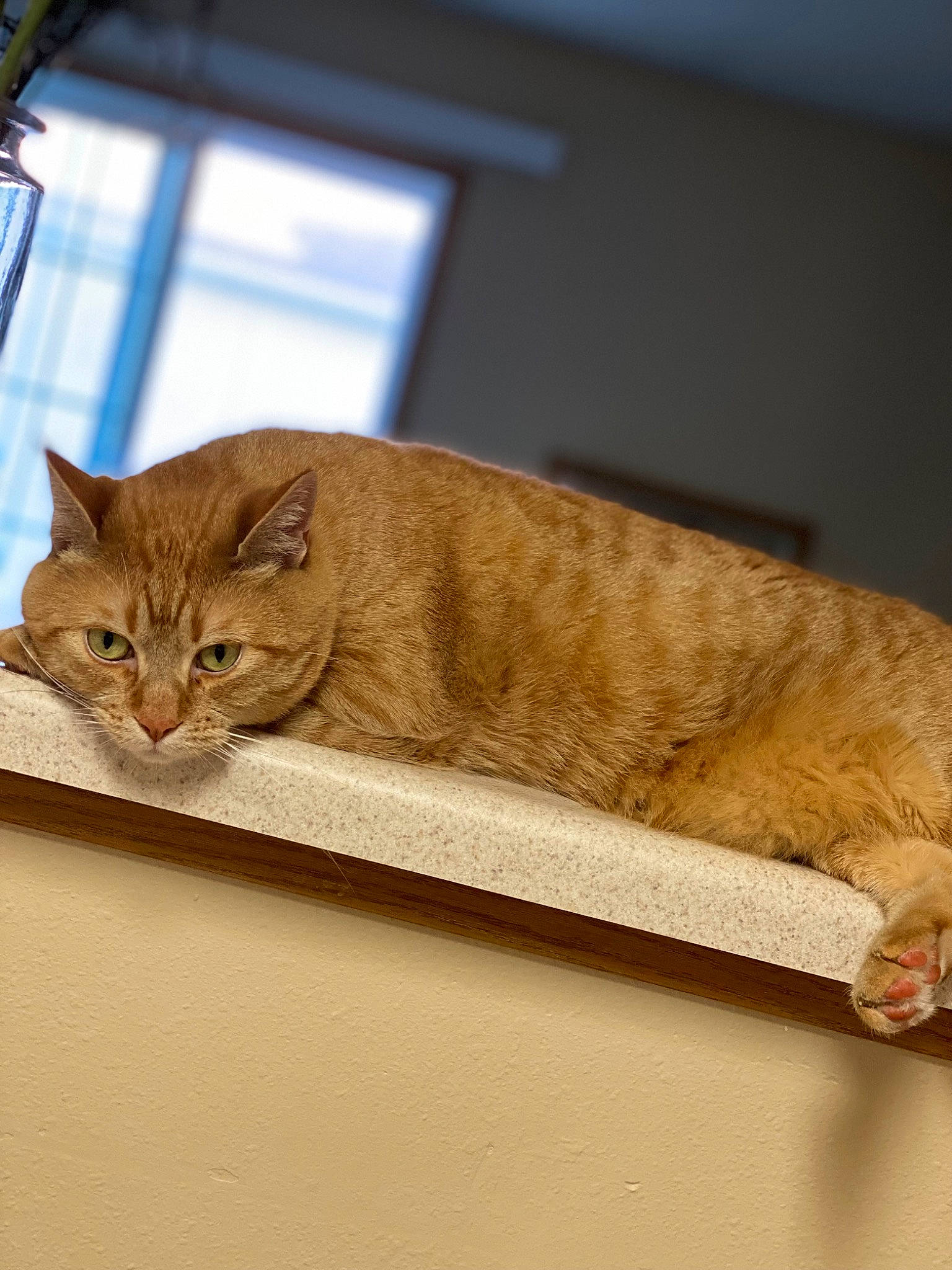 Simba is registered to the contest to win money with this photo: art, carnivore, cat, domestic_short_haired_cat, fawn, felidae, flooring, fur, hardwood, metal, plant, rectangle, room, small_to_medium_sized_cats, tail, terrestrial_animal, tree, whiskers, window, wood