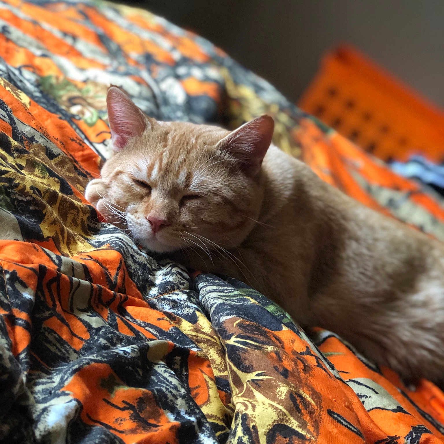 Simba