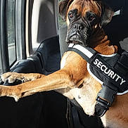 Guess participe au concours pour gagner de l'argent avec cette photo : boerboel, boxer, bullmastiff, canidae, carnivore, dog, dog_breed, fawn, guard_dog, police_dog, snout, vehicle
