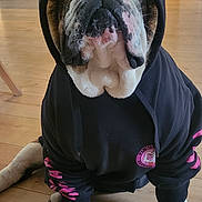 Samcro a rejoint le concours — aidez-le/la à gagner de superbes lots ! bulldog, dog, hoodie, black_hoodie, pink_text, pet, indoor, wooden_floor, kitchen, appliance, sitting, close_up, canine, fur, paw, cute, animal, domestic, face, portrait