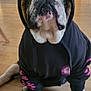 bulldog, dog, hoodie, black_hoodie, pink_text, pet, indoor, wooden_floor, kitchen, appliance, sitting, close_up, canine, fur, paw, cute, animal, domestic, face, portrait