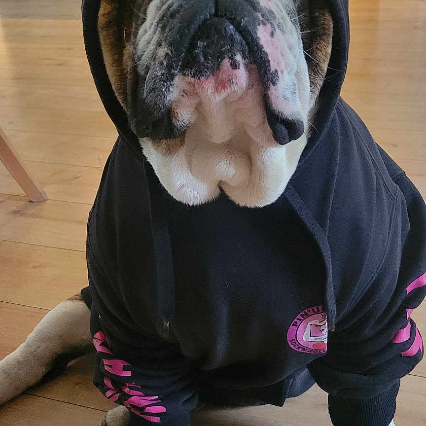 Samcro a rejoint le concours — aidez-le/la à gagner de superbes lots ! animal, appliance, black_hoodie, bulldog, canine, close_up, cute, dog, domestic, face, fur, hoodie, indoor, kitchen, paw, pet, pink_text, portrait, sitting, wooden_floor