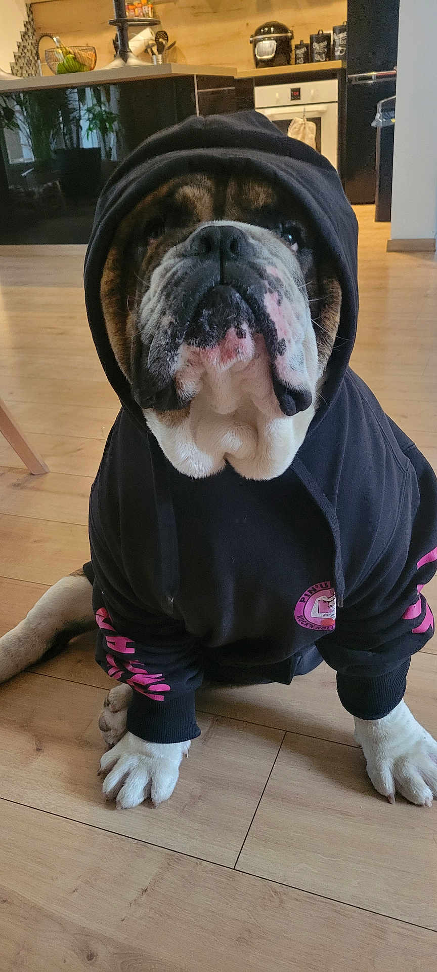 Samcro a rejoint le concours — aidez-le/la à gagner de superbes lots ! bulldog, dog, hoodie, black_hoodie, pink_text, pet, indoor, wooden_floor, kitchen, appliance, sitting, close_up, canine, fur, paw, cute, animal, domestic, face, portrait