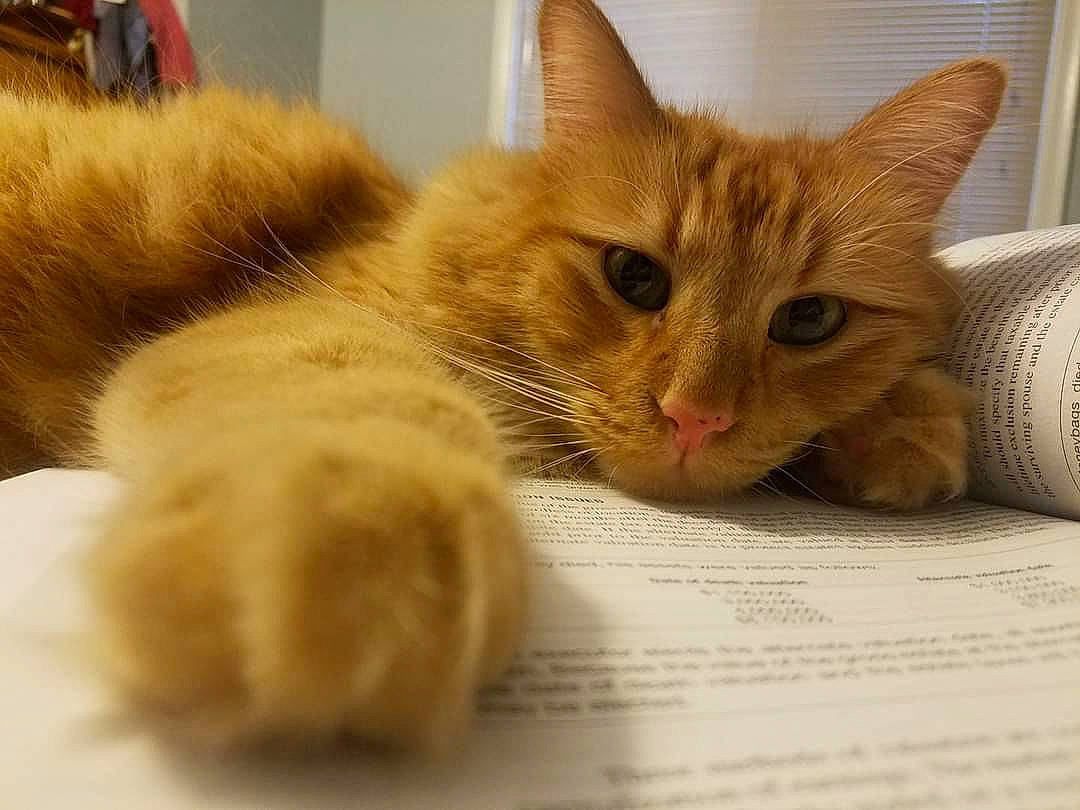 Spot joined the competition — help win amazing prizes! carnivore, cat, claw, comfort, domestic_short_haired_cat, fawn, felidae, fur, paw, small_to_medium_sized_cats, snout, tail, whiskers