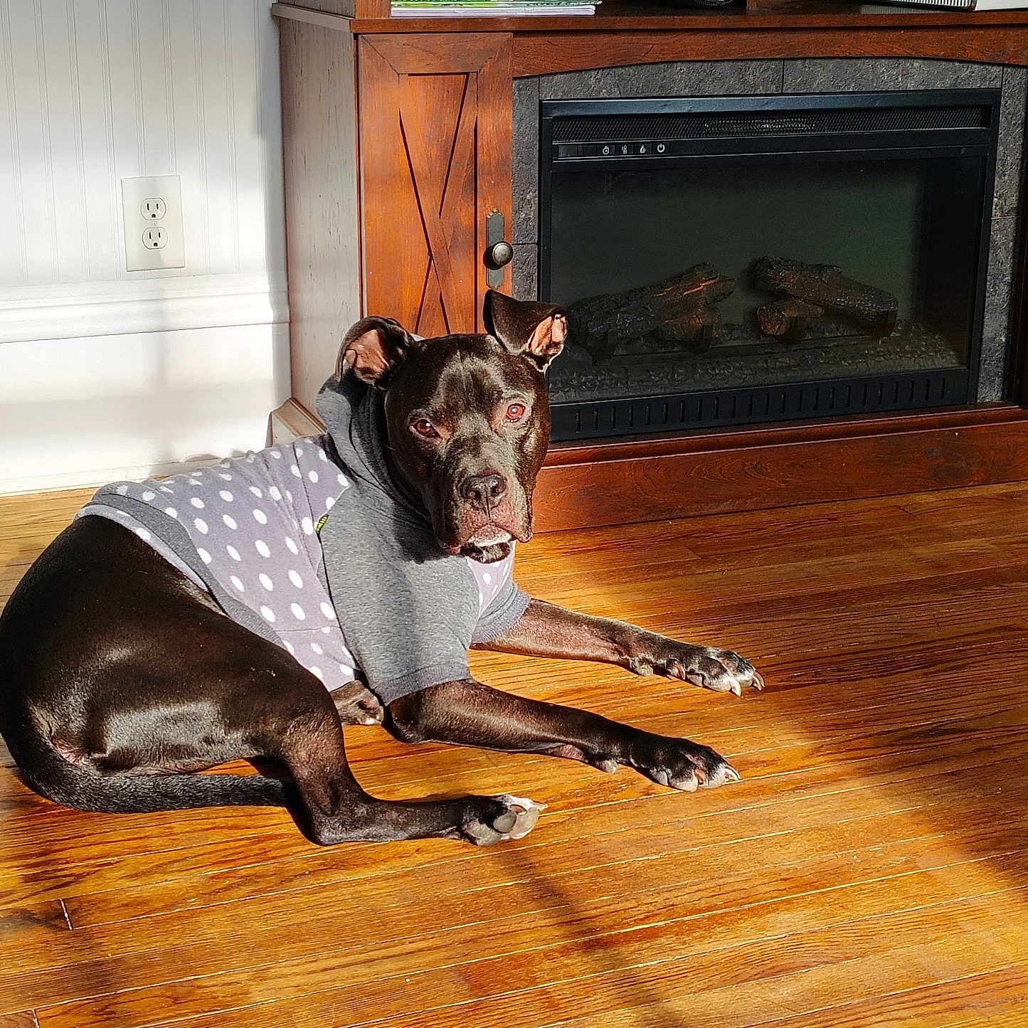 Ozzy is registered to the contest to win money with this photo: animal, architecture, building, bulldog, canine, couch, dog, fireplace, furniture, hardwood, hound, indoors, interiordesign, livingroom, pet, pitbull, pointer, room, stainedwood, wood