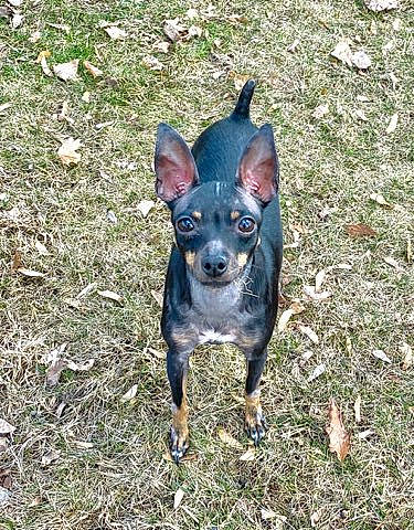 Evie is registered to the contest to win money with this photo: american_hairless_terrier, canidae, carnivore, dog, dog_breed, english_toy_terrier, german_pinscher, lancashire_heeler, mammal, manchester_terrier, miniature_pinscher, pinscher, prazsky_krysarik, russkiy_toy, toy_dog, toy_manchester_terrier, vertebrate, working_dog