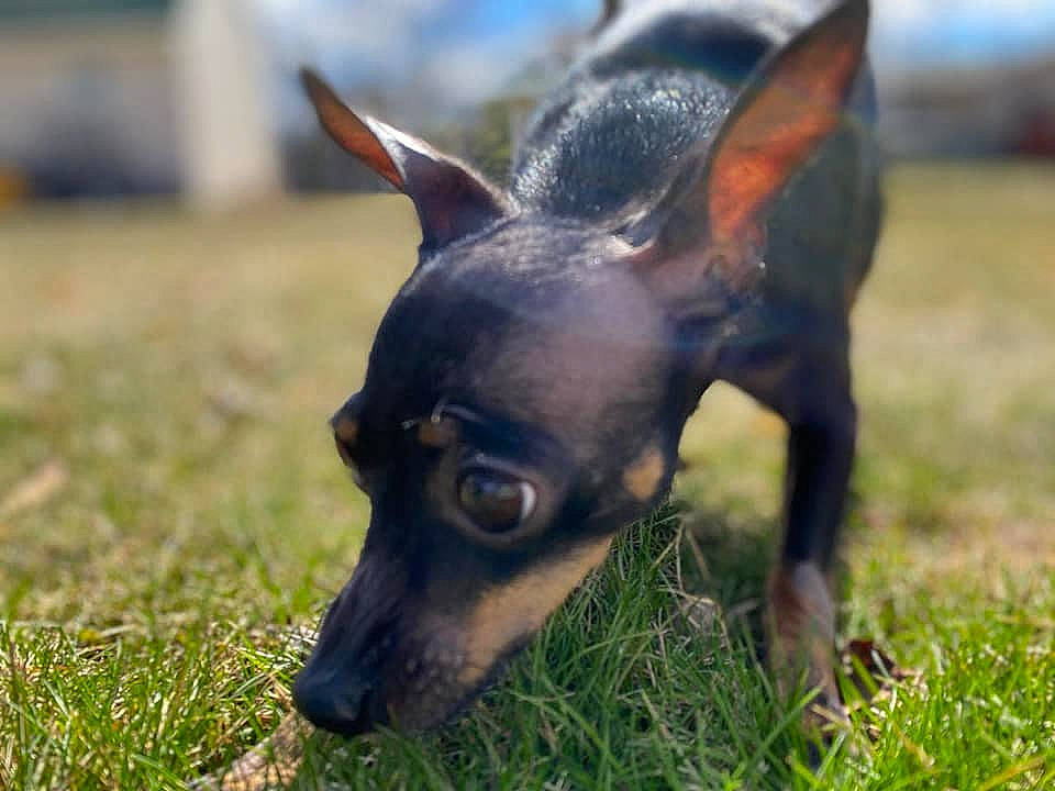 Evie is registered to the contest to win money with this photo: canidae, carnivore, dog, dog_breed, ear, english_toy_terrier, german_pinscher, grass, lancashire_heeler, mammal, manchester_terrier, miniature_pinscher, pinscher, prazsky_krysarik, russkiy_toy, snout, toy_dog, toy_fox_terrier, toy_manchester_terrier, vertebrate