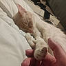 animal, bed, cat, closeup, comfort, cozy, cute, domestic, feline, hand, human, indoor, light_color, paw, peaceful, pet, relaxing, resting, sleeping, soft