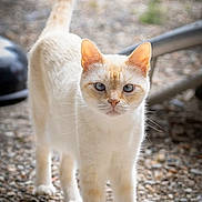 Neige participe au concours pour gagner de l'argent avec cette photo : alert, animal, blue_eyes, cat, cream_colored, ears, feline, focused, gravel, legs, nature, outdoor, pet, portrait, standing, sunlight, tail_raised, texture, walking, whiskers
