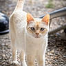 alert, animal, blue_eyes, cat, cream_colored, ears, feline, focused, gravel, legs, nature, outdoor, pet, portrait, standing, sunlight, tail_raised, texture, walking, whiskers