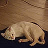 animal, cat, close_up, cord, cream_colored, domestic_cat, ears, floor, fur, home, indoor, looking, lying_down, mammal, paws, pet, relaxed, resting, whiskers, wooden_floor