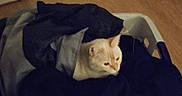 Neige participe au concours pour gagner de l'argent avec cette photo : animal, basket, cat, clothes, comfort, cozy, cute, dark_colors, domestic_animal, feline, floor, home, indoor, laundry_basket, living_space, pet, quiet, resting, textile, wooden_floor