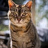animal, blurred_background, cat, close_up, cute, domestic_cat, ears, eyes, feline, fur, mammal, nature, outdoor, pet, portrait, sitting, sunlight, tabby_cat, whiskers, wildlife