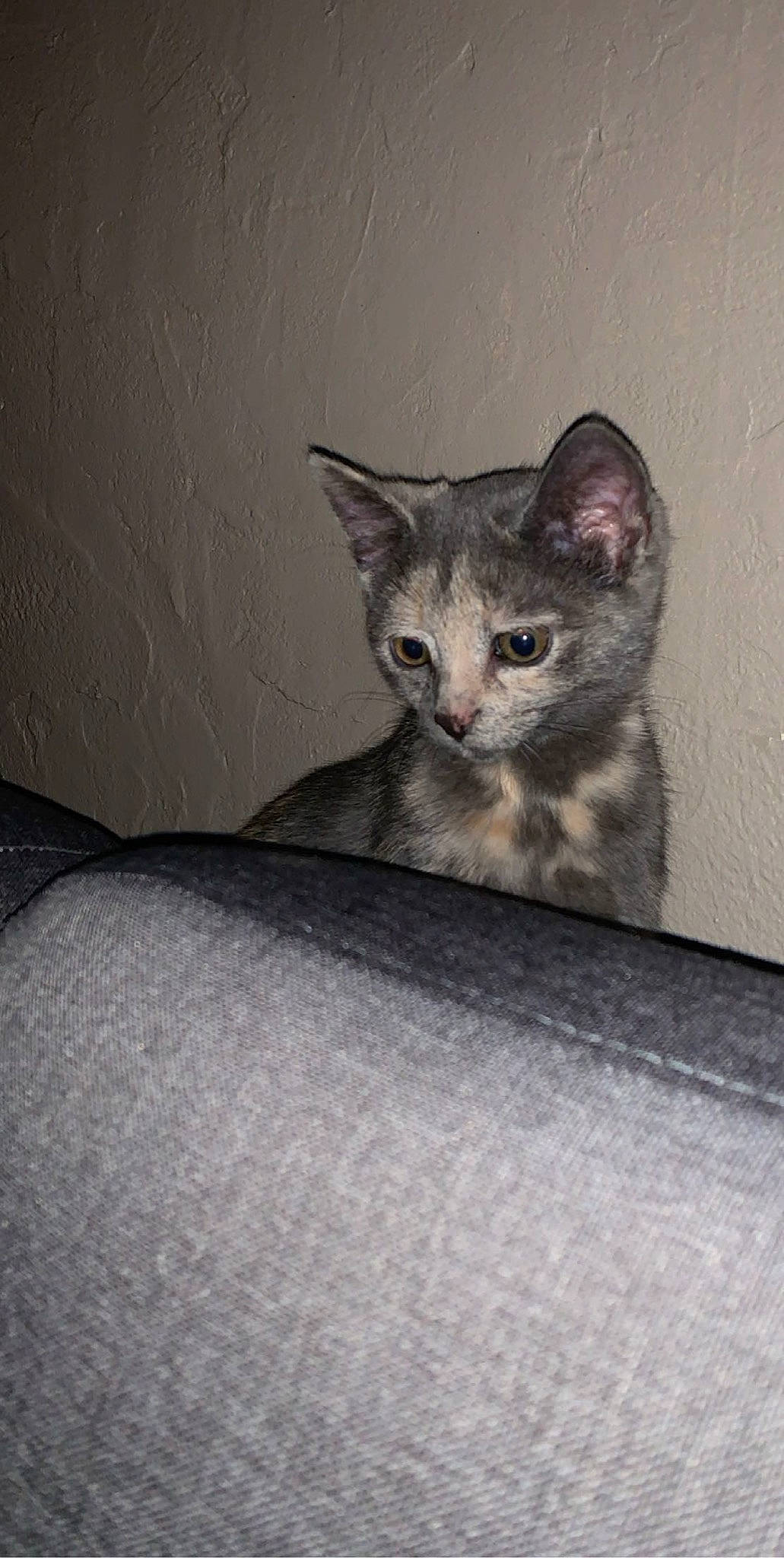 Mimi participe au concours pour gagner de l'argent avec cette photo : carnivore, cat, domestic_short_haired_cat, felidae, fur, grey, iris, small_to_medium_sized_cats, snout, tail, terrestrial_animal, whiskers