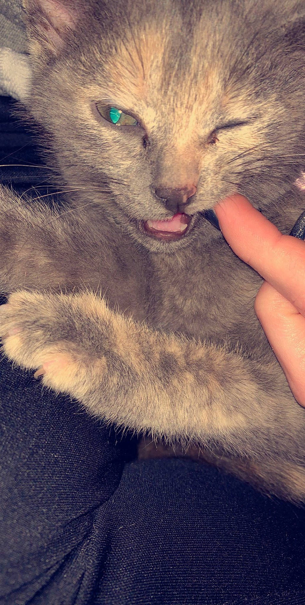 Mimi participe au concours pour gagner de l'argent avec cette photo : carnivore, cat, claw, comfort, domestic_short_haired_cat, fawn, felidae, foot, fur, gesture, nap, paw, russian_blue, sleep, small_to_medium_sized_cats, snout, tail, terrestrial_animal, whiskers, wildlife