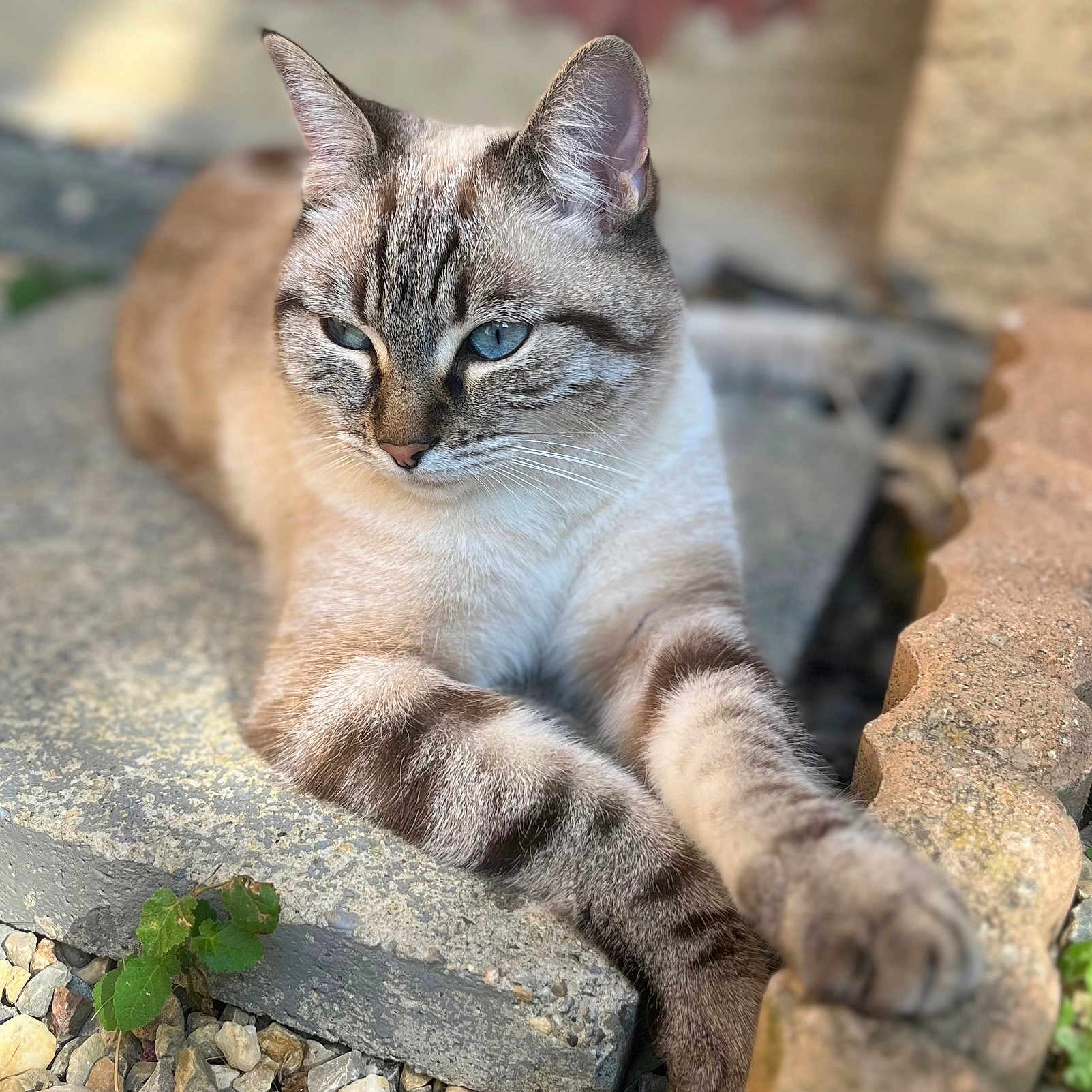 Minette a rejoint le concours — aidez-le/la à gagner de superbes lots ! abyssinian, angora, animal, architecture, building, cat, egyptiancat, kitten, manx, pebble, pet, plant, road, rock, rubble, siamese, slate, wall