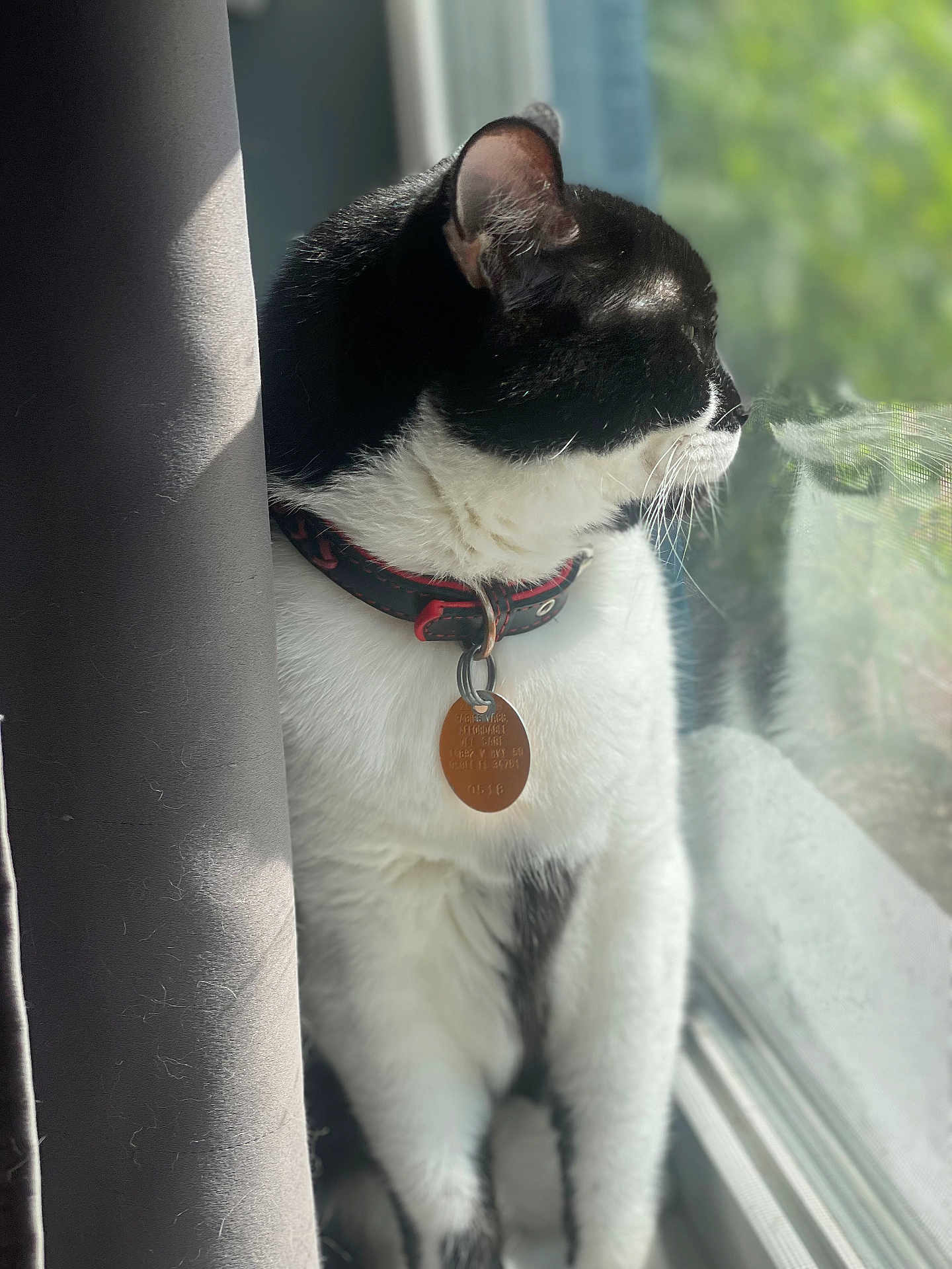 Bobo joined the competition — help win amazing prizes! cat, black_and_white, collar, tag, window, windowsill, curtain, indoor, pet, animal, looking_outside, natural_light, fur, whiskers, profile, domestic_cat, sitting, screen, daylight, closeup