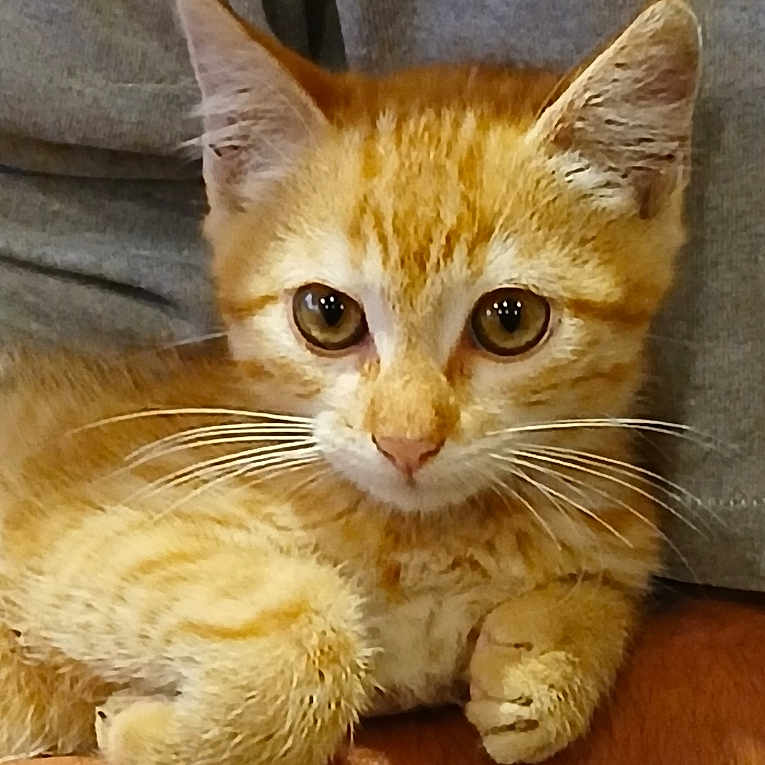 Shaka participe au concours pour gagner de l'argent avec cette photo : animal, cat, close_up, comfort, cute, domestic_cat, ears, eyes, feline, fur, indoor, kitten, orange_tabby, paw, person_arm, pet, resting, soft, whiskers, young_cat