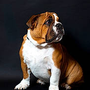 Archibald participe au concours pour gagner de l'argent avec cette photo : bulldog, dog, pet, animal, portrait, brown, white, fur, sitting, studio, black_background, wrinkles, cute, domestic_animal, mammal, side_view, collar, short_hair, companion, canine