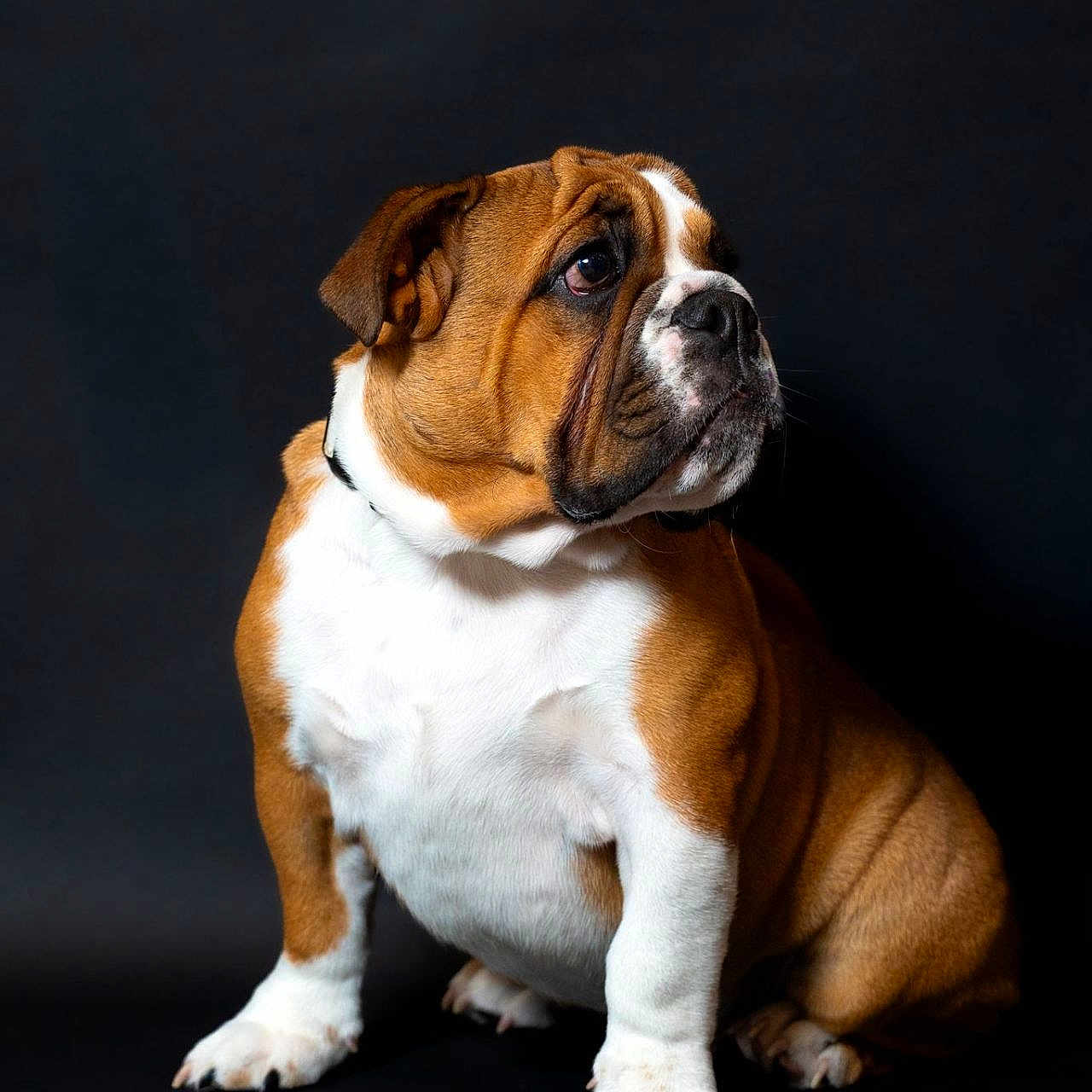 Archibald participe au concours pour gagner de l'argent avec cette photo : bulldog, dog, pet, animal, portrait, brown, white, fur, sitting, studio, black_background, wrinkles, cute, domestic_animal, mammal, side_view, collar, short_hair, companion, canine