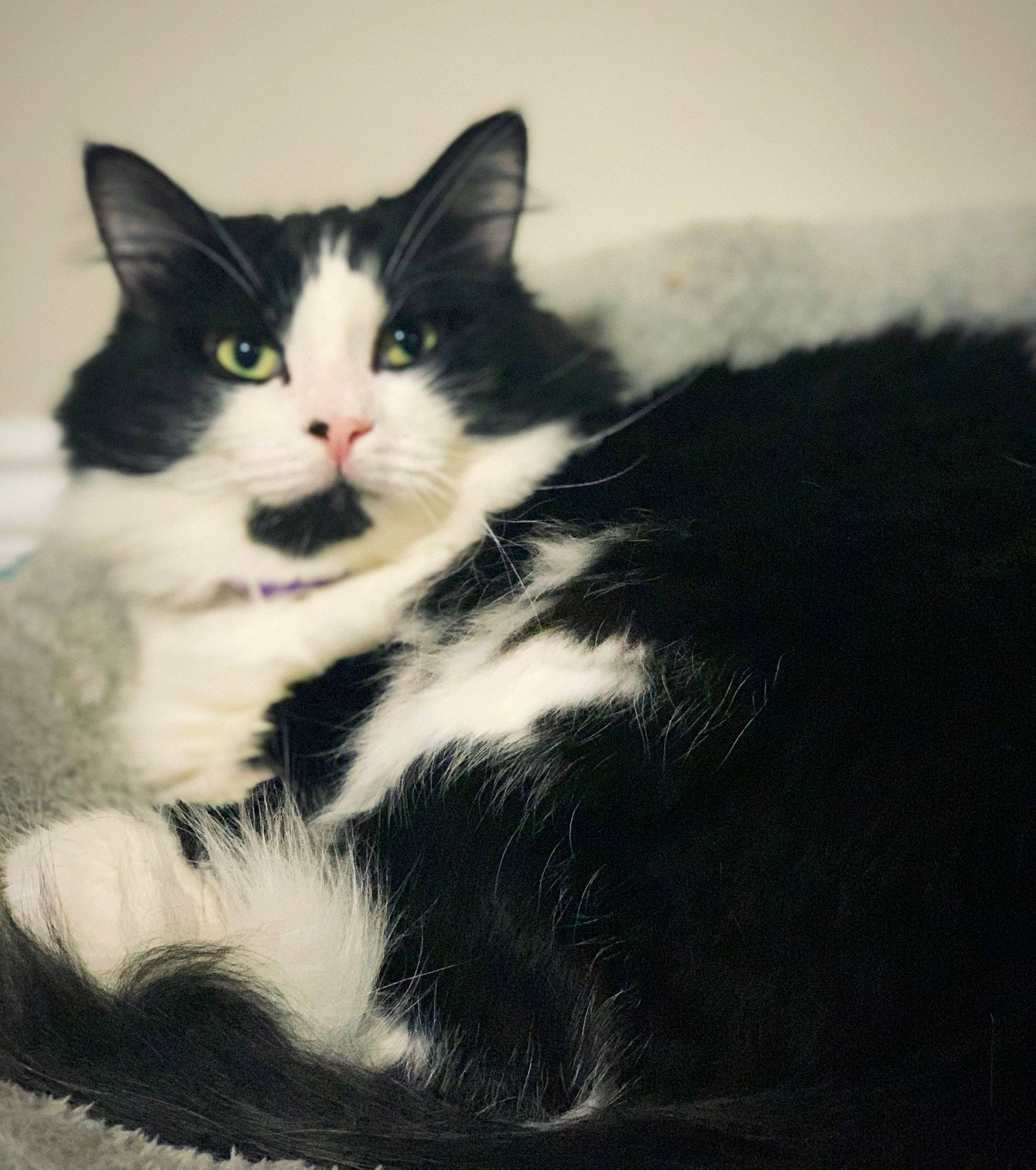 Savvy is registered to the contest to win money with this photo: aegean_cat, american_wirehair, black_and_white, carnivore, cat, domestic_short_haired_cat, european_shorthair, eye, felidae, fur, kitten, mammal, norwegian_forest_cat, polydactyl_cat, sky, small_to_medium_sized_cats, tail, whiskers