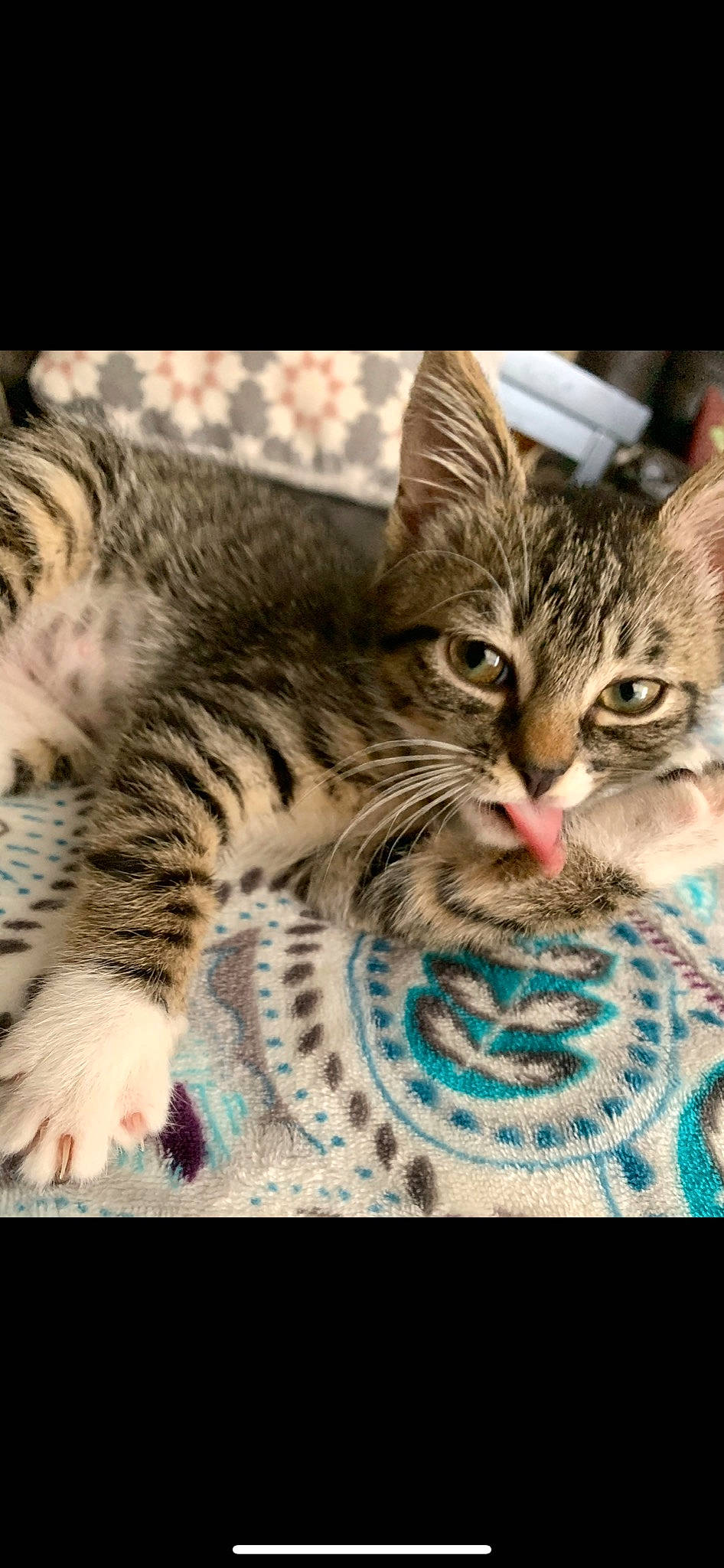 Trixie is registered to the contest to win money with this photo: aegean_cat, american_shorthair, asian, bengal, california_spangled, carnivore, cat, domestic_short_haired_cat, dragon_li, egyptian_mau, european_shorthair, felidae, kitten, mammal, pixie_bob, small_to_medium_sized_cats, tabby_cat, toyger, vertebrate, whiskers