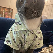 Whiskey joined the competition — help win amazing prizes! cat, gray_cat, white_chest, shirt, clothing, snoopy_pattern, pet, indoor, blanket, fabric, cozy, wide_eyes, curious, seated, feline, domestic_animal, fur, whiskers, cute, portrait