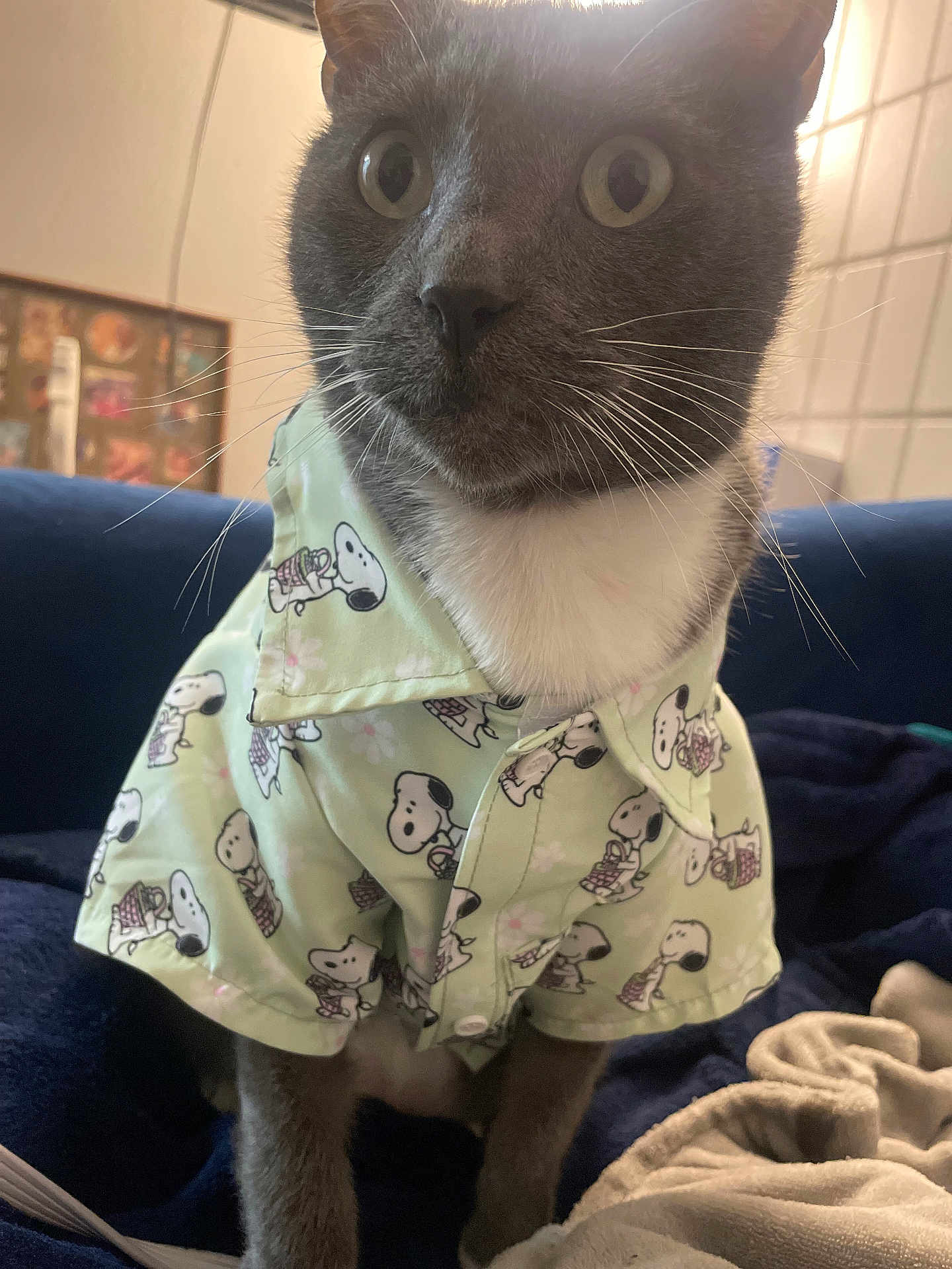 Whiskey joined the competition — help win amazing prizes! cat, gray_cat, white_chest, shirt, clothing, snoopy_pattern, pet, indoor, blanket, fabric, cozy, wide_eyes, curious, seated, feline, domestic_animal, fur, whiskers, cute, portrait
