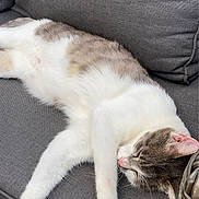 Roméo participe au concours pour gagner de l'argent avec cette photo : cat, sleeping, sofa, gray, cushion, indoor, pet, relaxing, feline, fur, resting, white, brown, pink_nose, paw, home, comfort, casual, closeup, animal