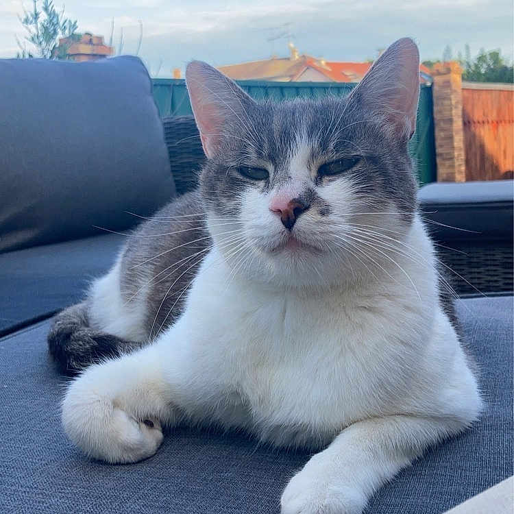Roméo a rejoint le concours — aidez-le/la à gagner de superbes lots ! animal, backyard, calm, cat, clouds, couch, cute, daytime, ears, furniture, gray_cat, nature, outdoor, paw, pet, relaxing, resting, sky, whiskers, white_cat