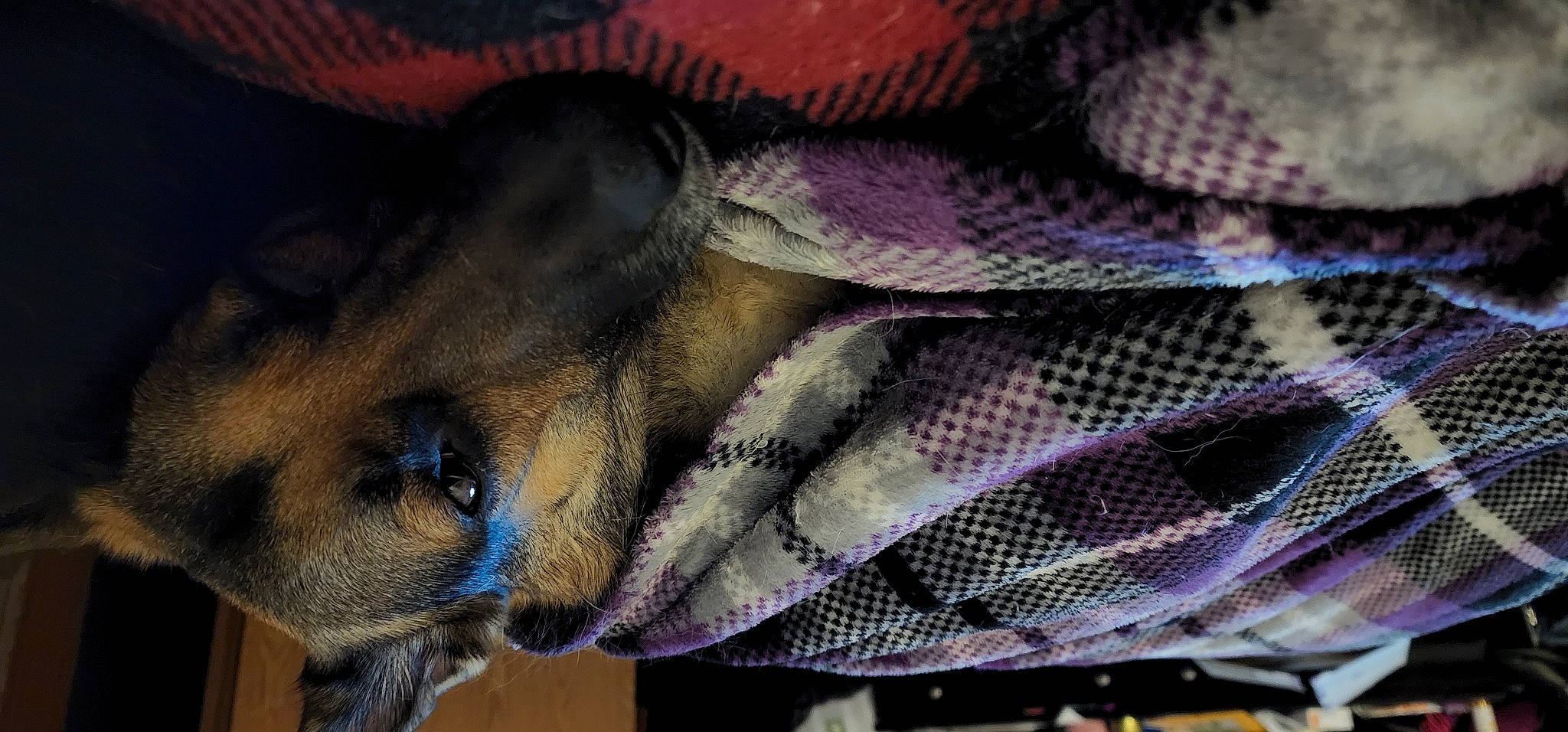 Gretchen is registered to the contest to win money with this photo: carnivore, close_up, companion_dog, dog, dog_breed, fawn, fur, grey, magenta, pattern, purple, snout, terrestrial_animal, thread, whiskers, wool, woolen, working_animal, woven_fabric, wrinkle