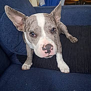 Bob a rejoint le concours — aidez-le/la à gagner de superbes lots ! dog, pit_bull, puppy, portrait, close_up, wide_ears, blue_couch, indoor, pet, canine, brindle, white_markings, pink_nose, brown_eyes, sitting, lying_down, front_paws, furniture, home, adorable