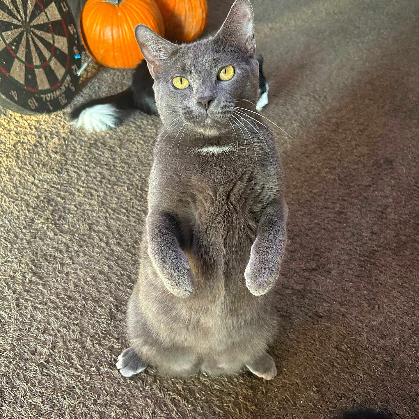 Cosmo