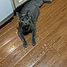 cat, gray_cat, pet, animal, feline, portrait, looking_at_camera, ears, whiskers, eyes, lying_down, stretched_out, kitchen, floor, wood_floor, cabinets, confetti, colorful_debris, indoors, playful